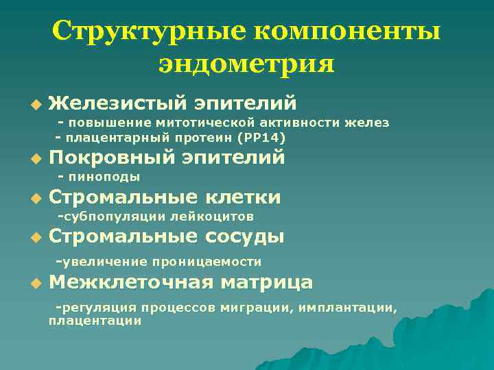 Структурные компоненты эндометрия u Железистый эпителий - повышение митотической активности желез - плацентарный протеин