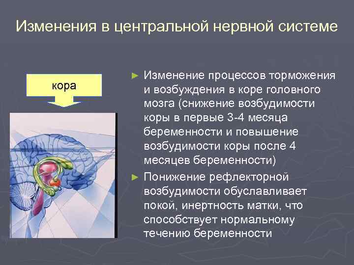 Изменения в центральной нервной системе кора Изменение процессов торможения и возбуждения в коре головного