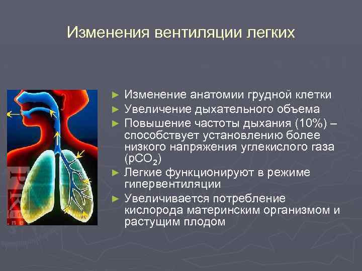Изменения вентиляции легких Изменение анатомии грудной клетки Увеличение дыхательного объема Повышение частоты дыхания (10%)