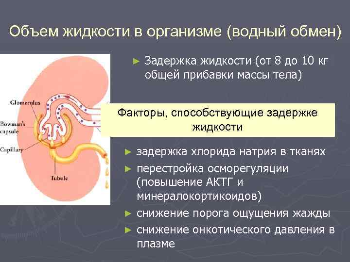 Объем жидкости в организме (водный обмен) ► Задержка жидкости (от 8 до 10 кг