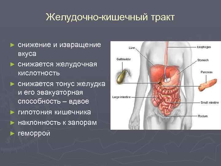 Желудочно-кишечный тракт ► ► ► снижение и извращение вкуса снижается желудочная кислотность снижается тонус