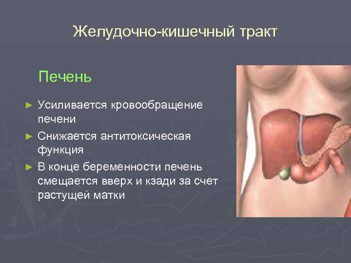Желудочно-кишечный тракт Печень Усиливается кровообращение печени ► Снижается антитоксическая функция ► В конце беременности