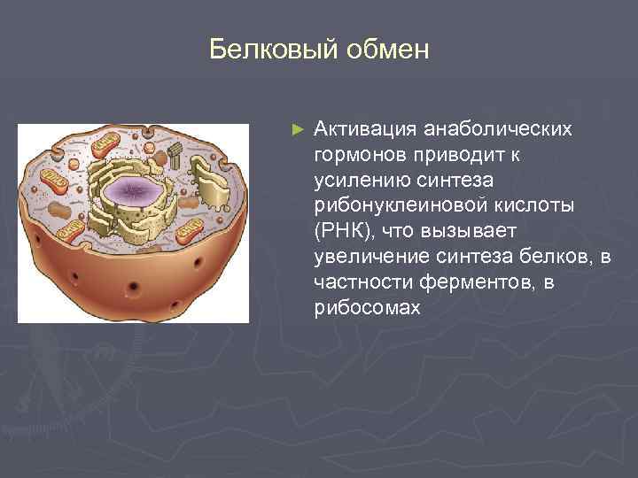 Белковый обмен ► Активация анаболических гормонов приводит к усилению синтеза рибонуклеиновой кислоты (РНК), что