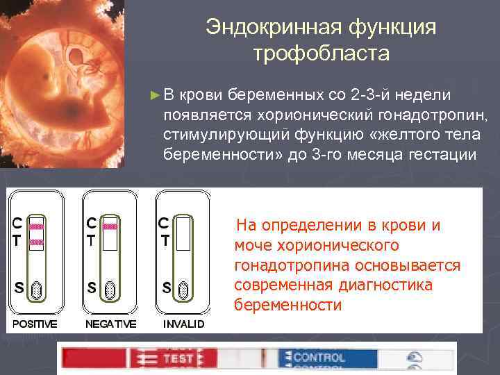 Эндокринная функция трофобласта ► В крови беременных со 2 -3 -й недели появляется хорионический