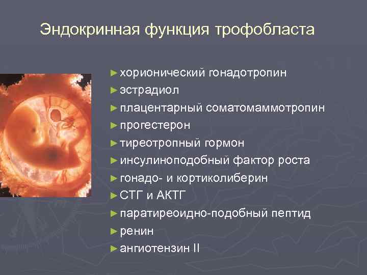 Эндокринная функция трофобласта ► хорионический гонадотропин ► эстрадиол ► плацентарный соматомаммотропин ► прогестерон ►