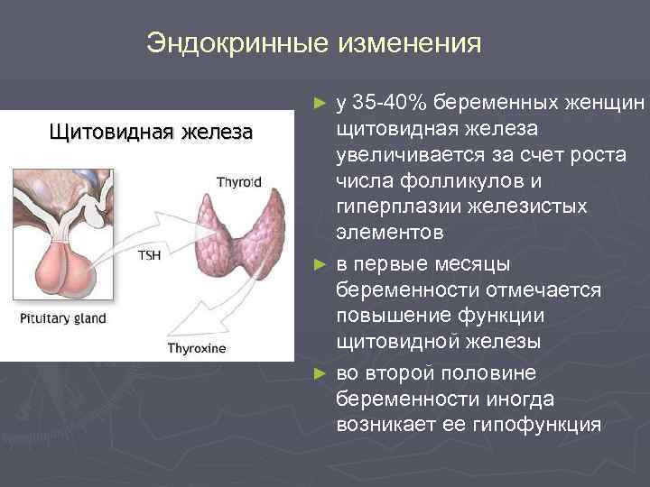 Эндокринные изменения у 35 -40% беременных женщин щитовидная железа увеличивается за счет роста числа