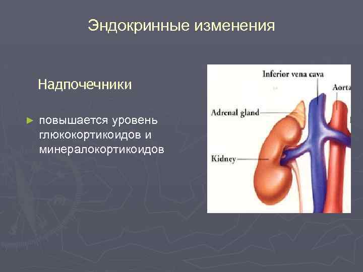 Эндокринные изменения Надпочечники ► повышается уровень глюкокортикоидов и минералокортикоидов 