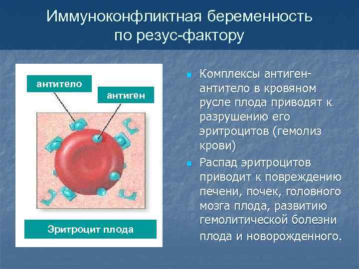 Иммуноконфликтная беременность по резус-фактору n антитело антиген n Эритроцит плода Комплексы антигенантитело в кровяном