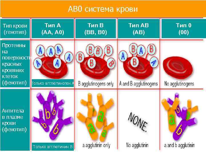 АВ 0 система крови Тип крови (генотип) Тип А (АА, А 0) Протеины на