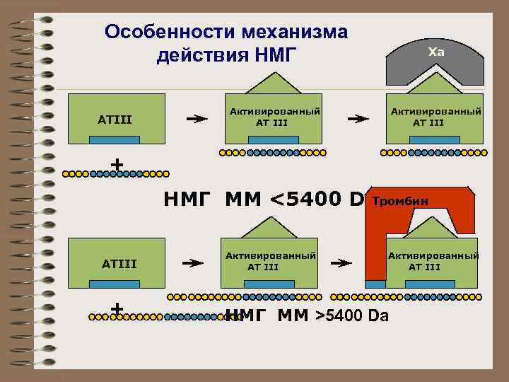 Особенности механизма действия НМГ АТIII Ха Активированный АТ III + Тромбин НМГ ММ <5400