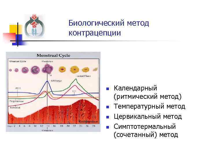 Биологический метод контрацепции n n Календарный (ритмический метод) Температурный метод Цервикальный метод Симптотермальный (сочетанный)