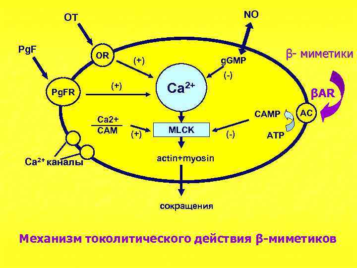 NO OT Pg. F OR (+) β- миметики g. GMP (-) Pg. FR Ca