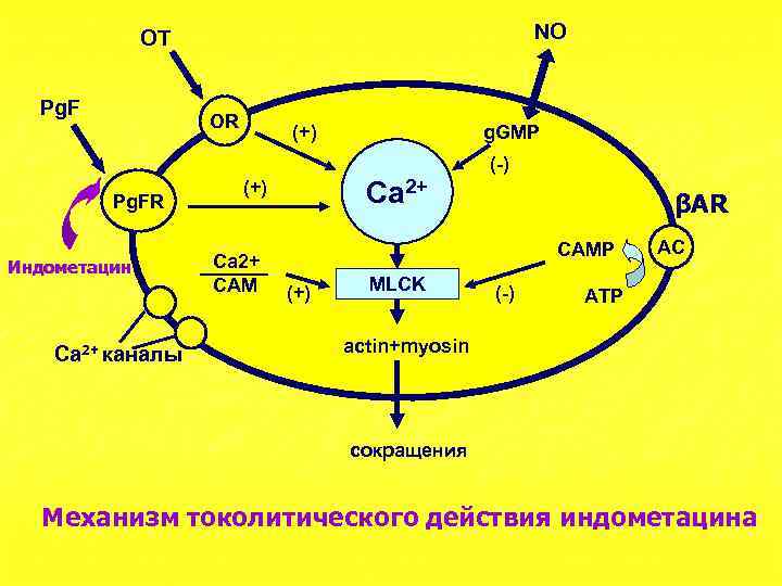 NO OT Pg. F OR (+) g. GMP (-) Pg. FR Индометацин Ca 2+