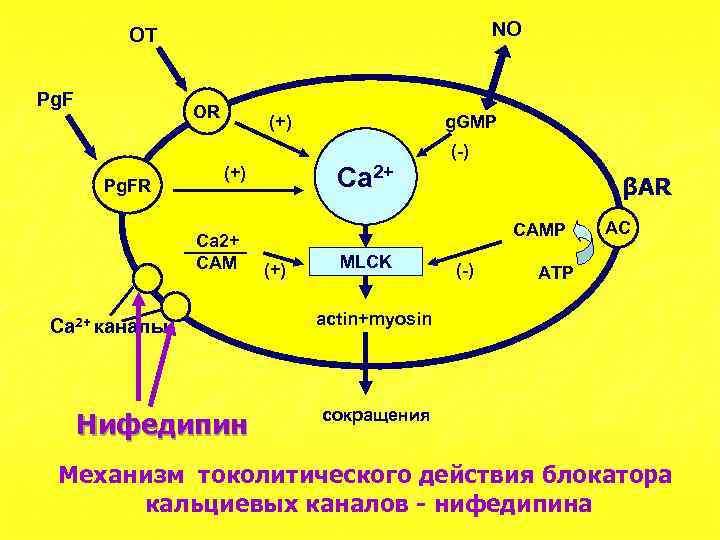 NO OT Pg. F OR (+) g. GMP (-) Pg. FR Ca 2+ (+)