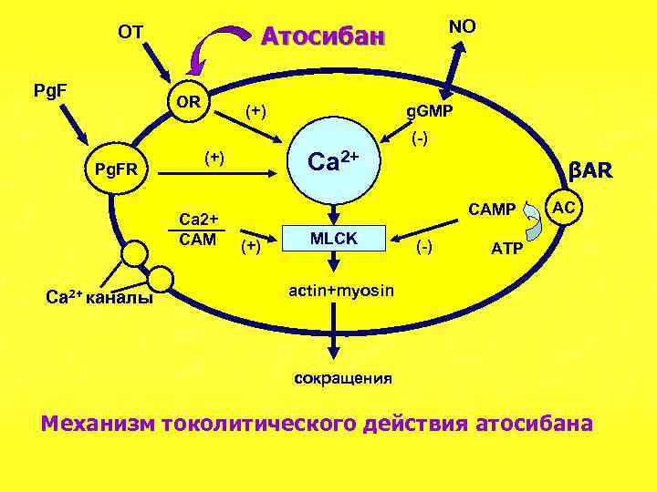 Pg. F NO Атосибан OT OR (+) g. GMP (-) Pg. FR Ca 2+