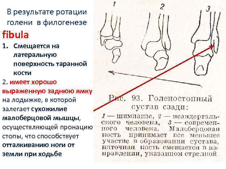 Добавочные кости стопы схема