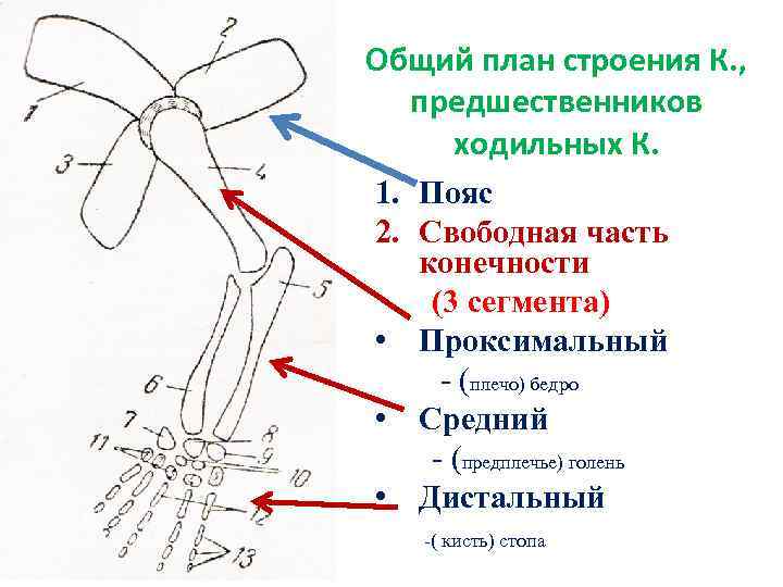 Что обозначено стрелкой на рисунке плечо предплечье голень кисть