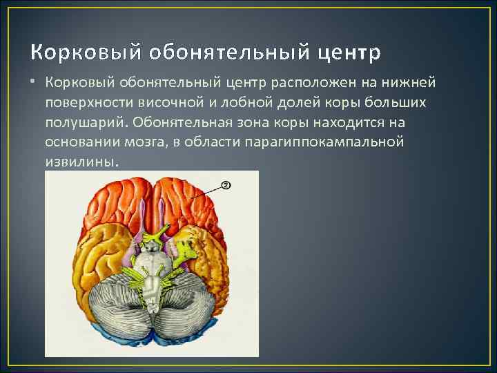 Корковый обонятельный центр • Корковый обонятельный центр расположен на нижней поверхности височной и лобной