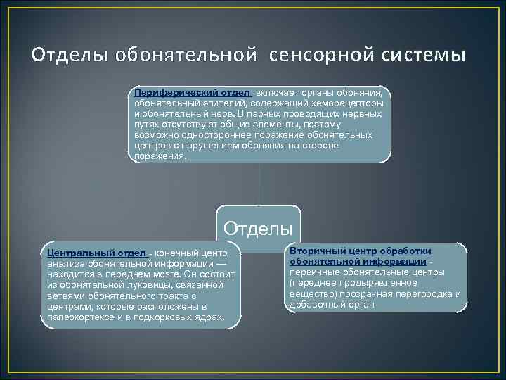 Отделы обонятельной сенсорной системы Периферический отдел -включает органы обоняния, обонятельный эпителий, содержащий хеморецепторы и