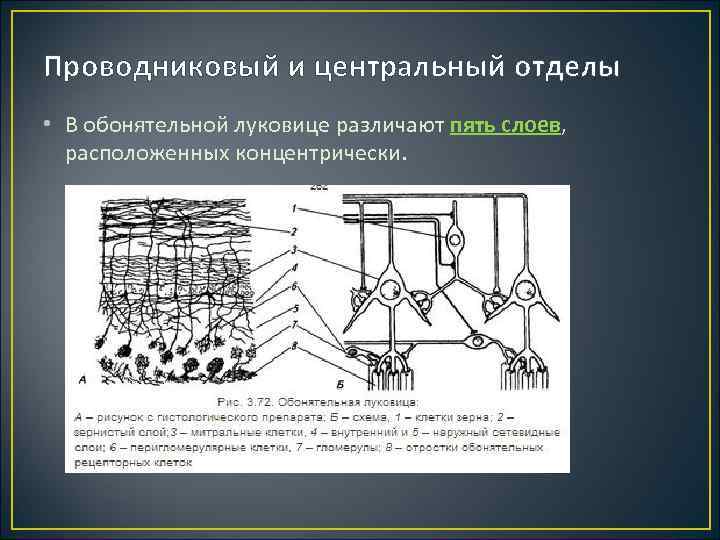 Проводниковый и центральный отделы • В обонятельной луковице различают пять слоев, расположенных концентрически. 