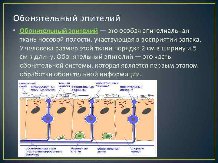 Обонятельный эпителий • Обонятельный эпителий — это особая эпителиальная ткань носовой полости, участвующая в