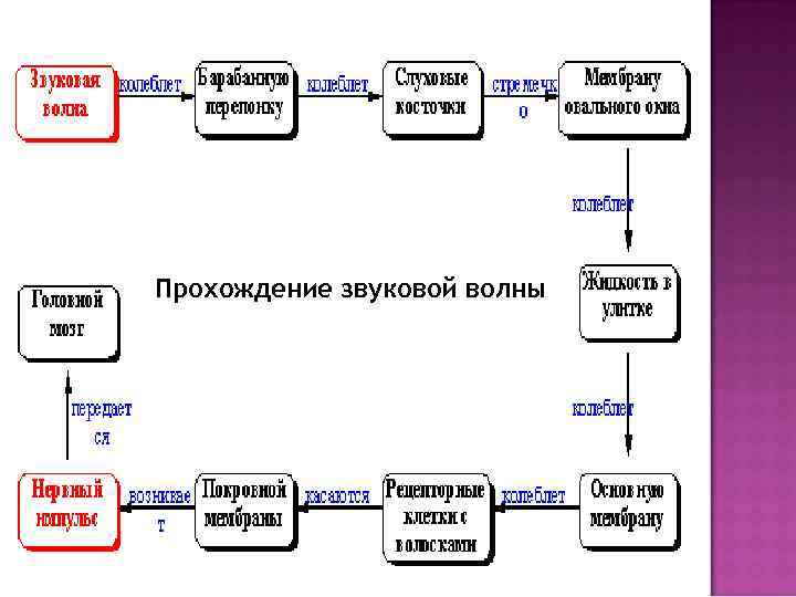 Установите последовательность передачи звуковой волны