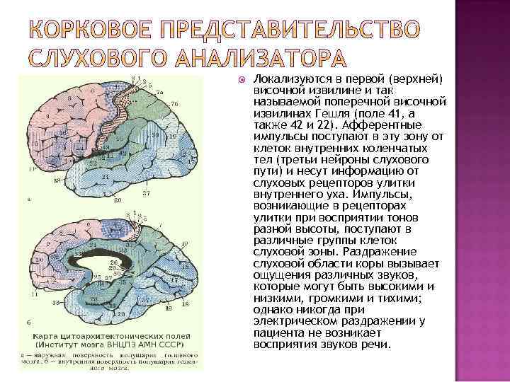  Локализуются в первой (верхней) височной извилине и так называемой поперечной височной извилинах Гешля