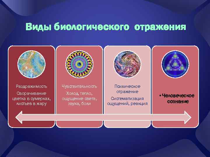 Виды биологического отражения Раздражимость Чувствительность Сворачивание цветка в сумерках, листьев в жару Холод, тепло,