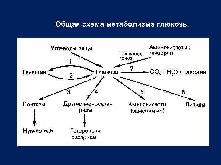 Схема метаболического пути