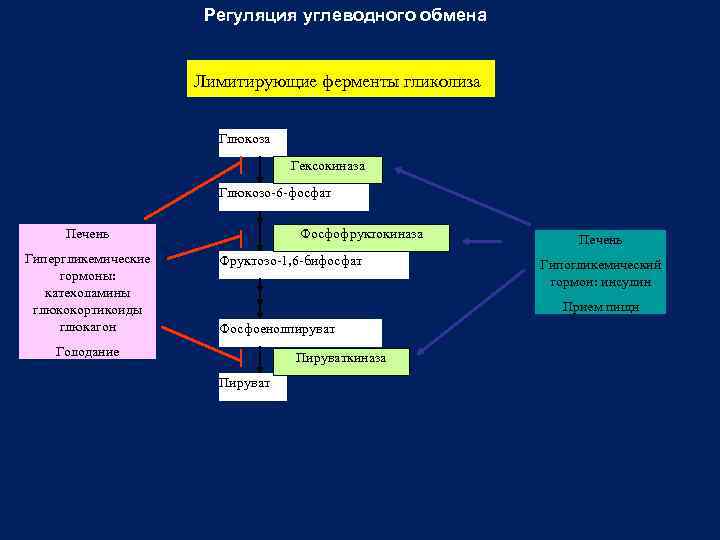 Регуляция углеводного обмена схема