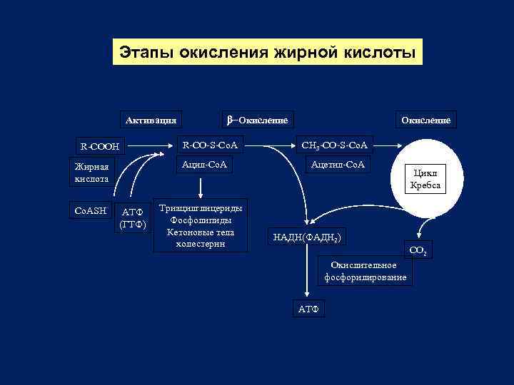 Этапы окисления. Этапы окисления жирных кислот биохимия. Этапы окисления жирных кислот. Регуляция скорости бета окисления жирных кислот. Этапы бета окисления жирных кислот.