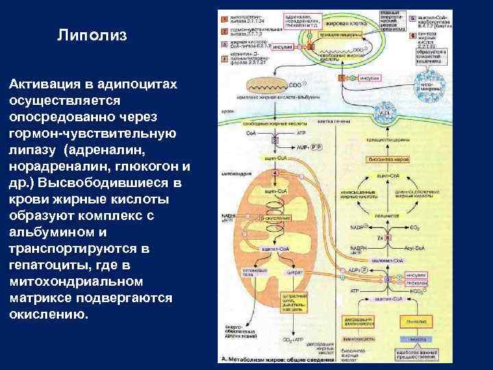 Липолиз Активация в адипоцитах осуществляется опосредованно через гормон чувствительную липазу (адреналин, норадреналин, глюкогон и