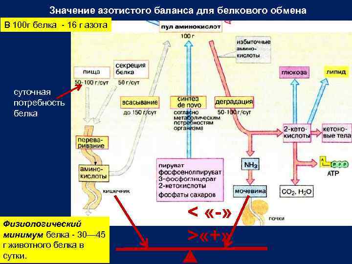 Значение азотистого баланса для белкового обмена В 100 г белка 16 г азота суточная