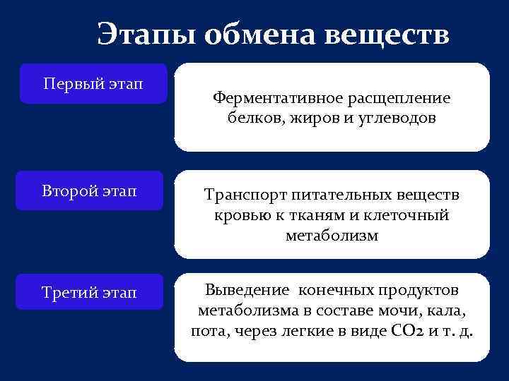 Обмен углеводов и жиров. Этапы обмена веществ. Этапы обмена белков. Основные этапы белкового обмена. Основные этапы обмена веществ.