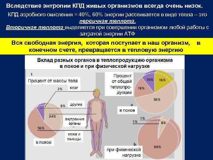 Вследствие энтропии КПД живых организмов всегда очень низок. КПД аэробного окисления = 40%, 60%