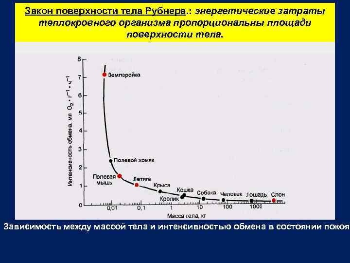 Закон поверхности тела Рубнера. : энергетические затраты теплокровного организма пропорциональны площади поверхности тела. Зависимость