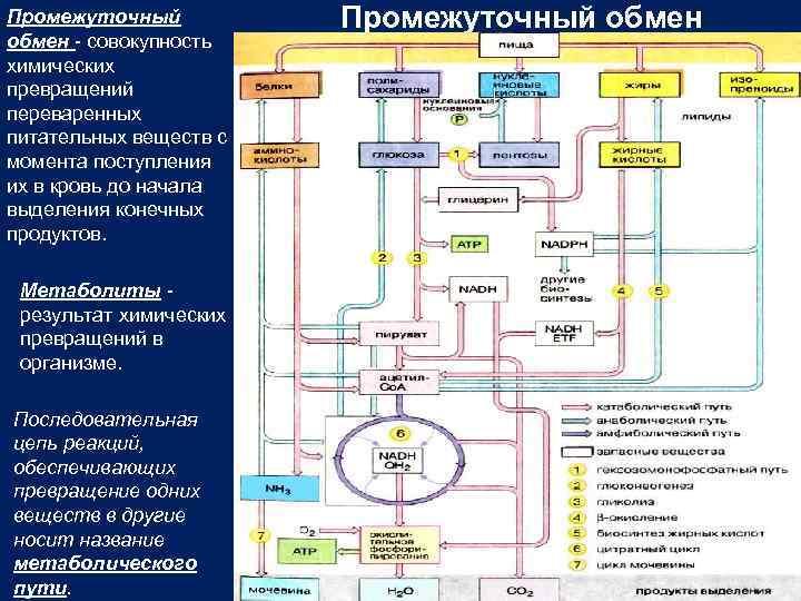 Промежуточный обмен совокупность химических превращений переваренных питательных веществ с момента поступления их в кровь