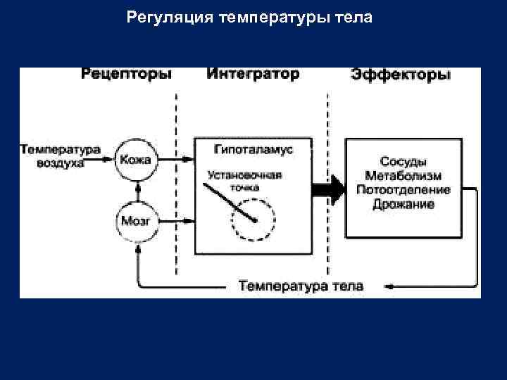 Схема функциональной системы терморегуляции