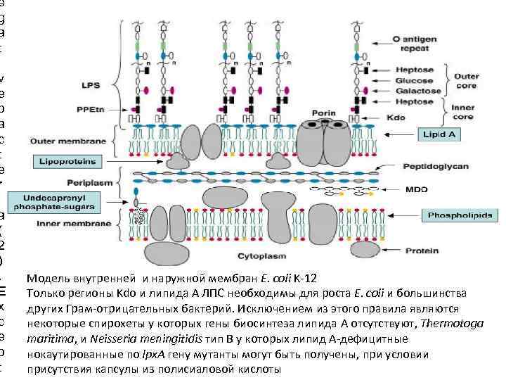 e g a t i v e b a c t e r i
