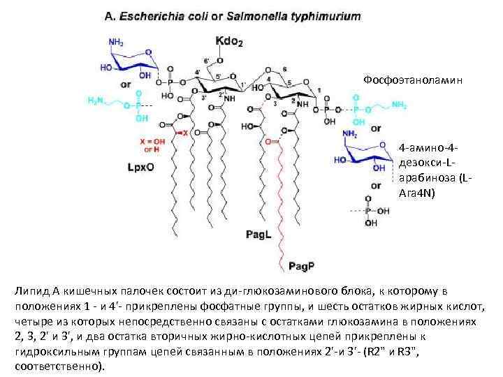 Фосфоэтаноламин 4 -амино-4 дезокси-Lарабиноза (LAra 4 N) Липид А кишечных палочек состоит из ди-глюкозаминового