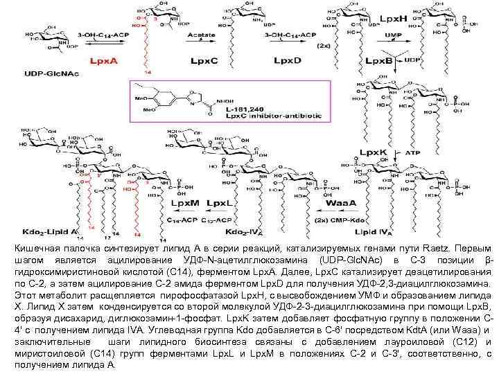 Кишечная палочка синтезирует липид А в серии реакций, катализируемых генами пути Raetz. Первым шагом