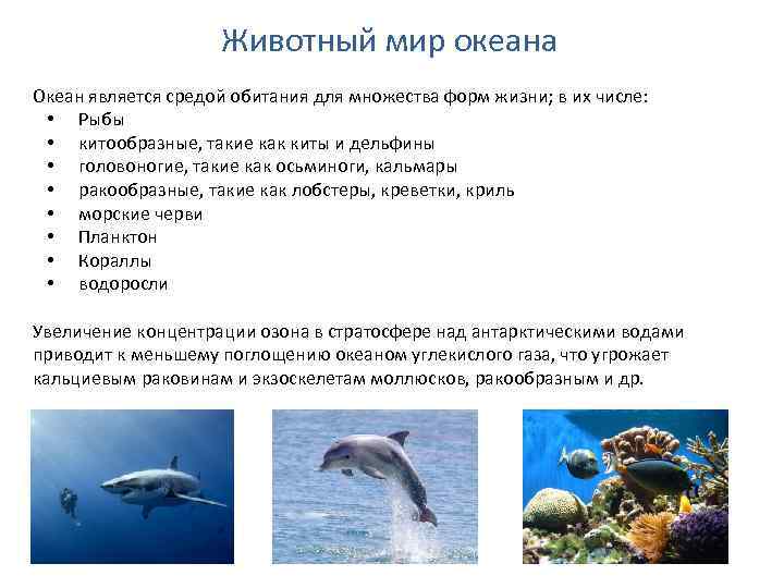 Животный мир океана Океан является средой обитания для множества форм жизни; в их числе:
