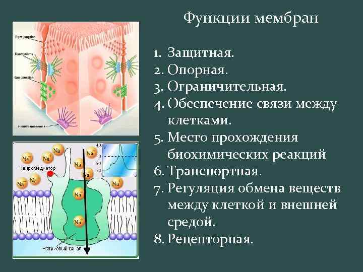 Функции мембран 1. Защитная. 2. Опорная. 3. Ограничительная. 4. Обеспечение связи между клетками. 5.