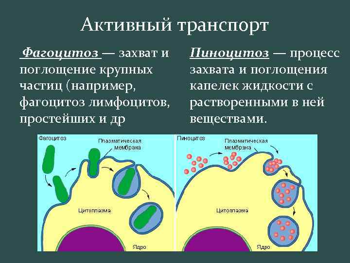Активный транспорт Фагоцитоз — захват и поглощение крупных частиц (например, фагоцитоз лимфоцитов, простейших и