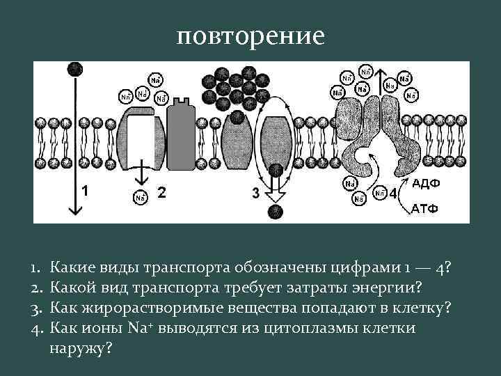 повторение 1. 2. 3. 4. Какие виды транспорта обозначены цифрами 1 — 4? Какой