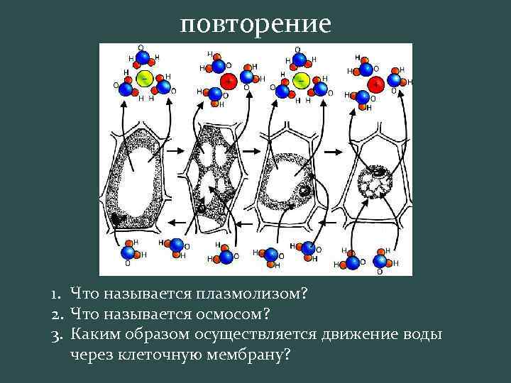 повторение 1. Что называется плазмолизом? 2. Что называется осмосом? 3. Каким образом осуществляется движение