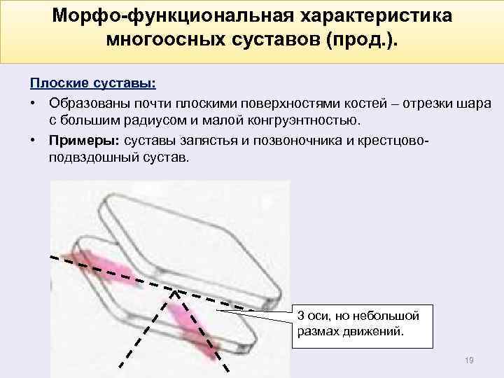 Морфо-функциональная характеристика многоосных суставов (прод. ). Плоские суставы: • Образованы почти плоскими поверхностями костей