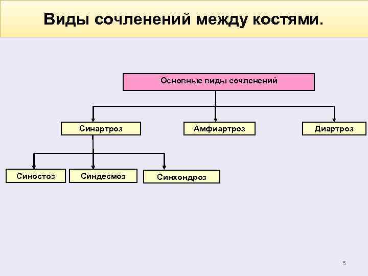 Виды сочленений между костями. Основные виды сочленений Синартроз Синостоз Синдесмоз Амфиартроз Диартроз Синхондроз 5