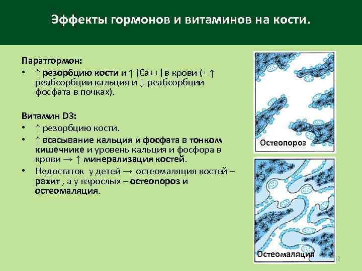 Эффекты гормонов и витаминов на кости. Паратгормон: • ↑ резорбцию кости и ↑ [Са++]