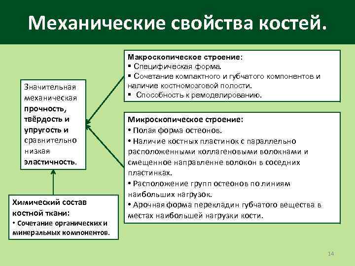 Механические свойства костей. Значительная механическая прочность, твёрдость и упругость и сравнительно низкая эластичность. Химический